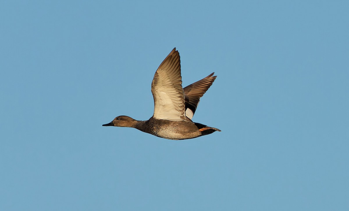 Ánade Friso - ML644378883