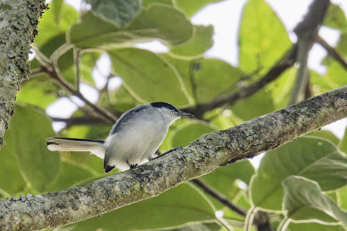 Tropical Gnatcatcher - ML644378903