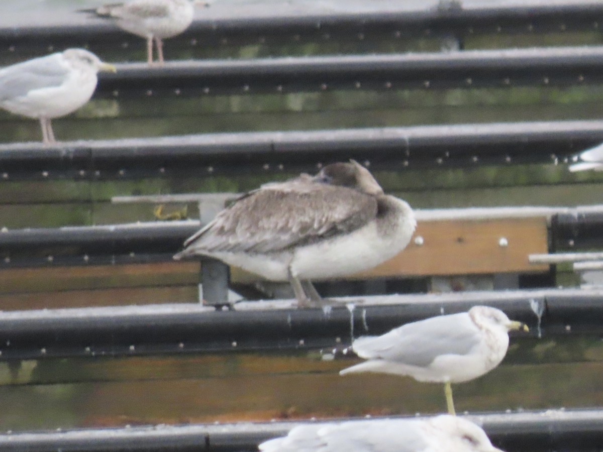 Brown Pelican - ML644378905
