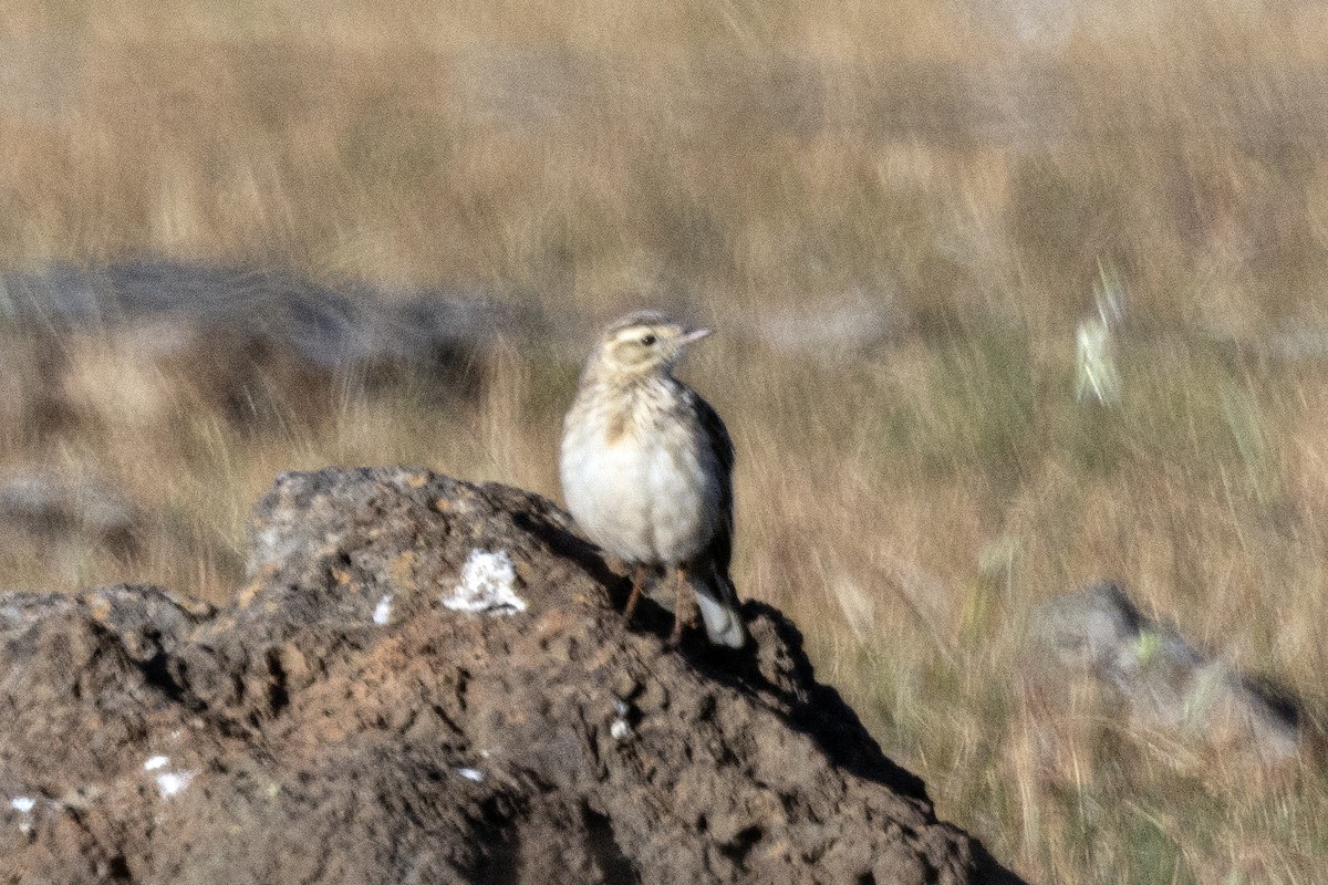 Australian Pipit - ML644378915