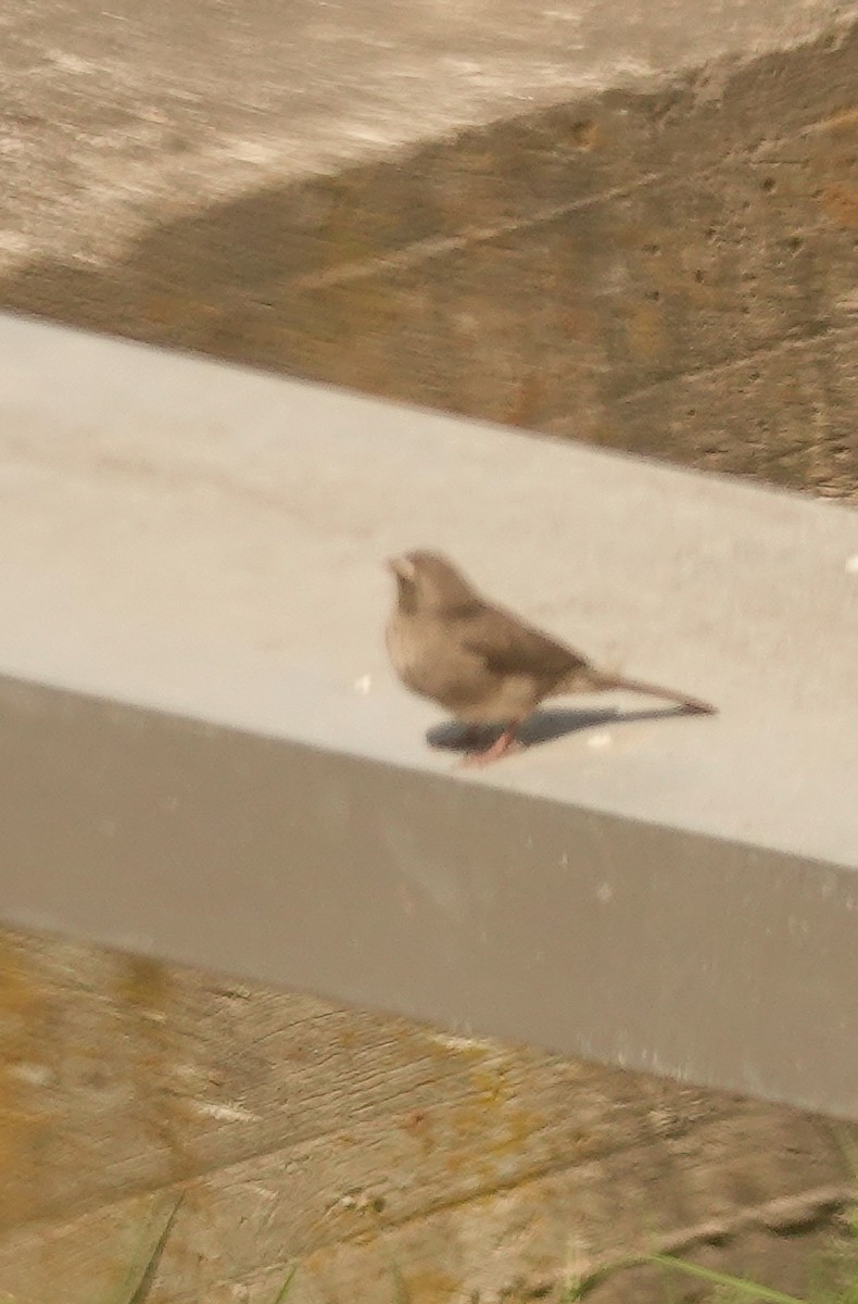 Brown-rumped Seedeater - ML644378938
