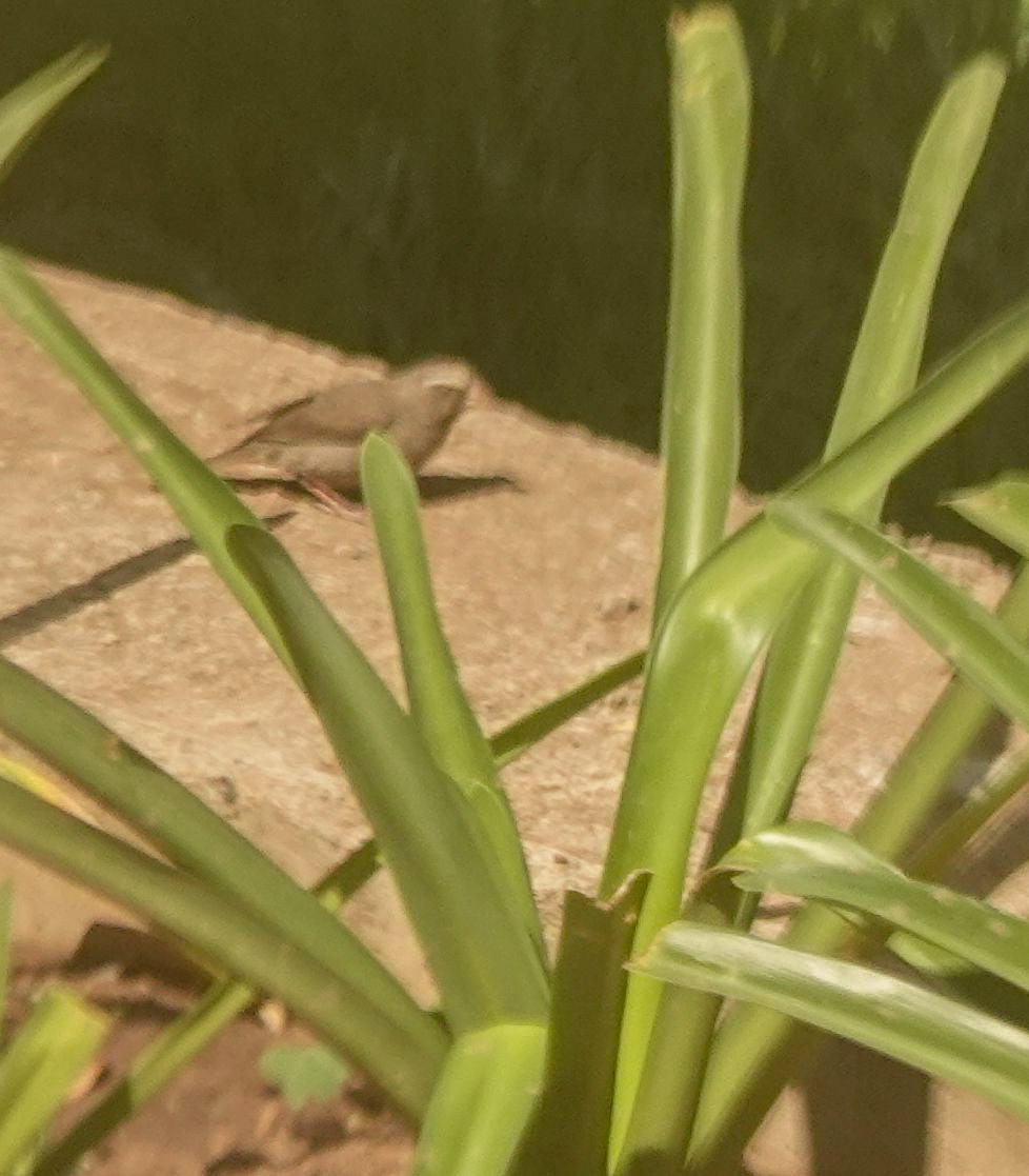 Brown-rumped Seedeater - ML644378939