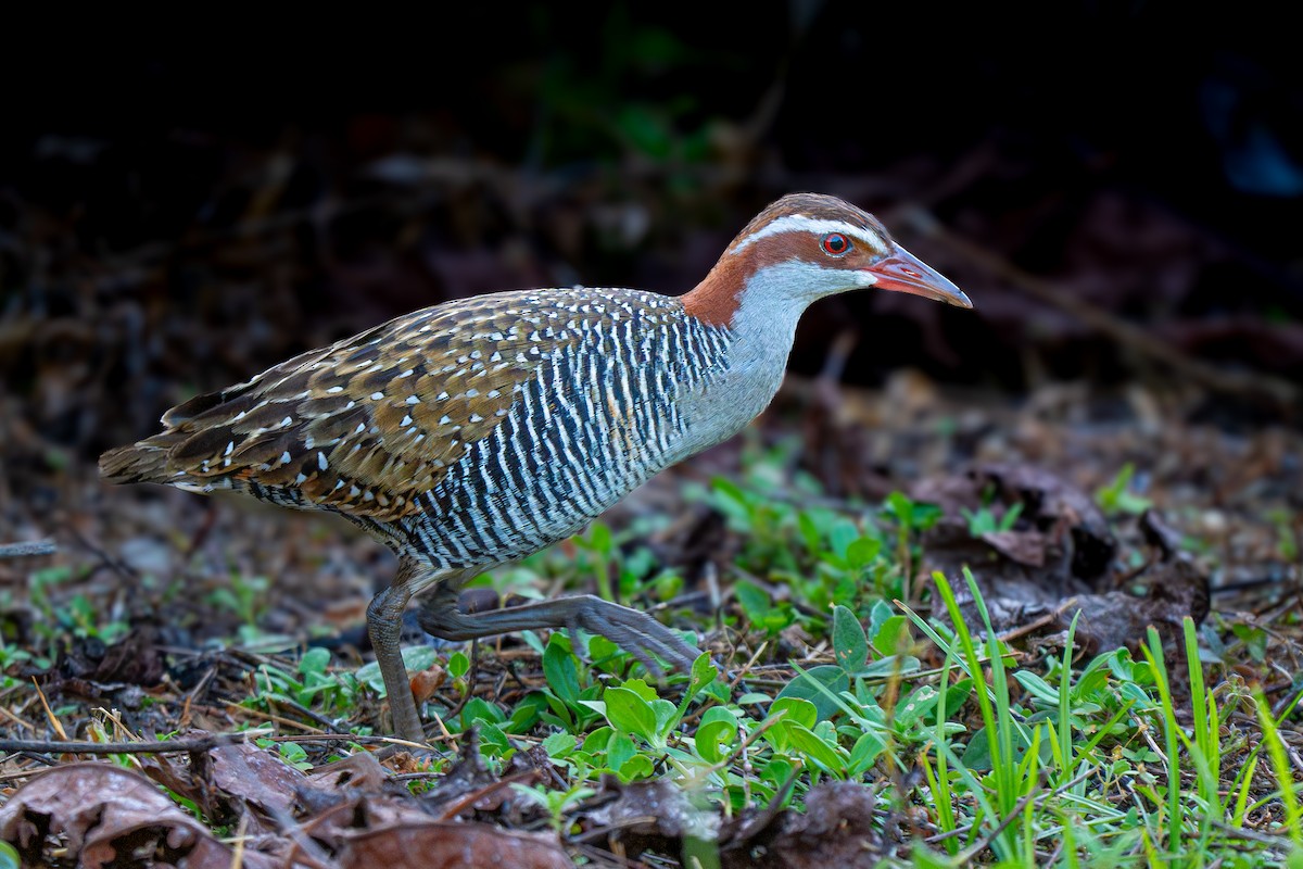 Buff-banded Rail - ML644378952