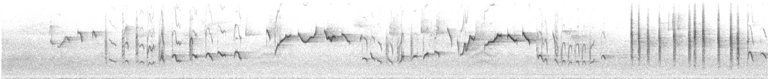 מלכילון אמריקני - ML644378962