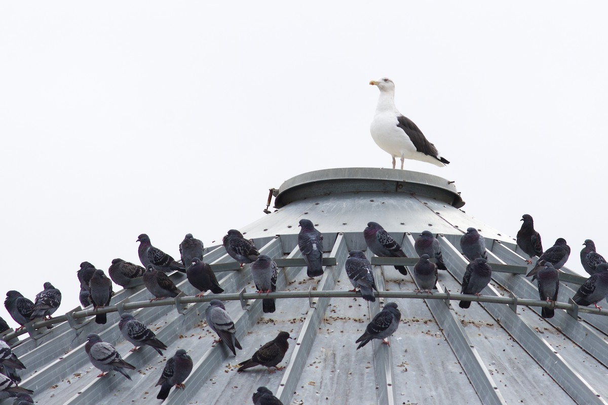 Great Black-backed Gull - ML644378963
