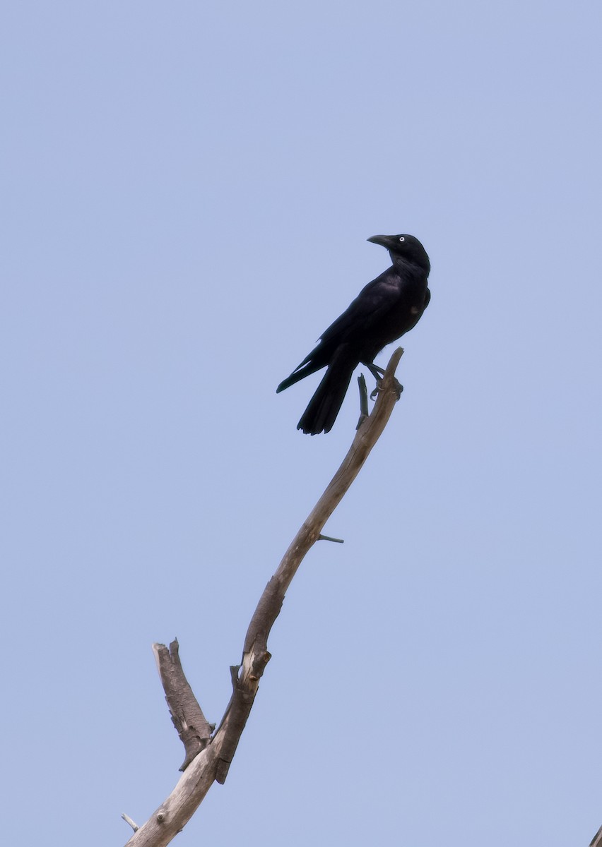 Torresian Crow - ML644378975