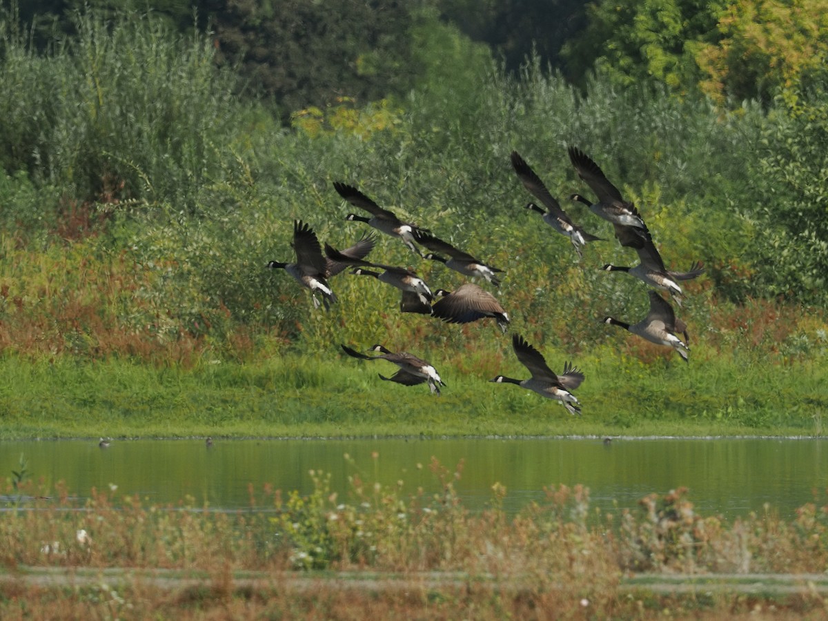 Canada Goose - ML644378977
