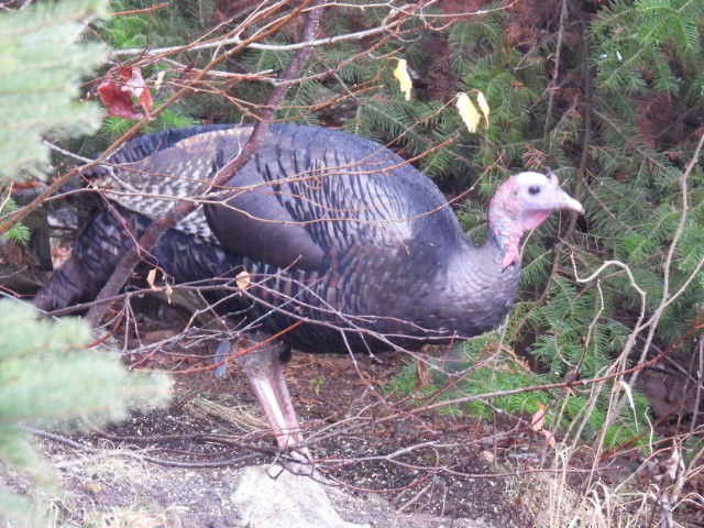 Wild Turkey - ML644378984