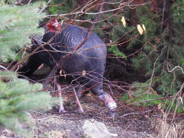 Wild Turkey - ML644378985