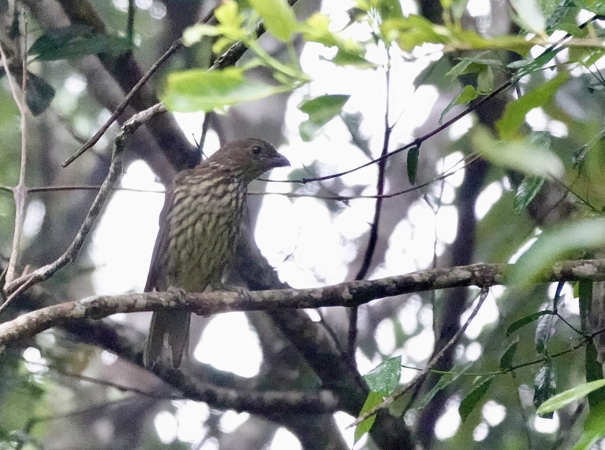 Tooth-billed Bowerbird - ML644378991