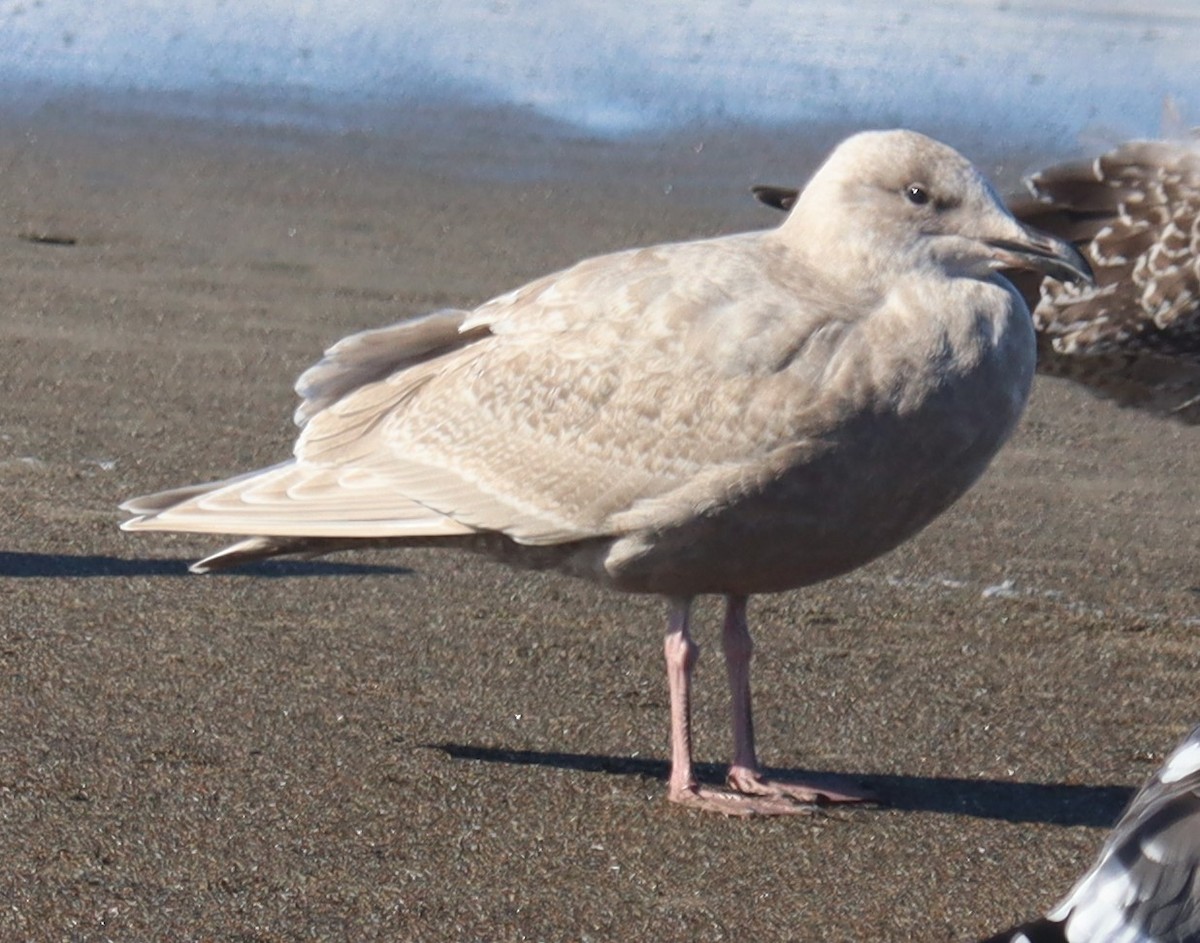 Glaucous-winged Gull - ML644378993