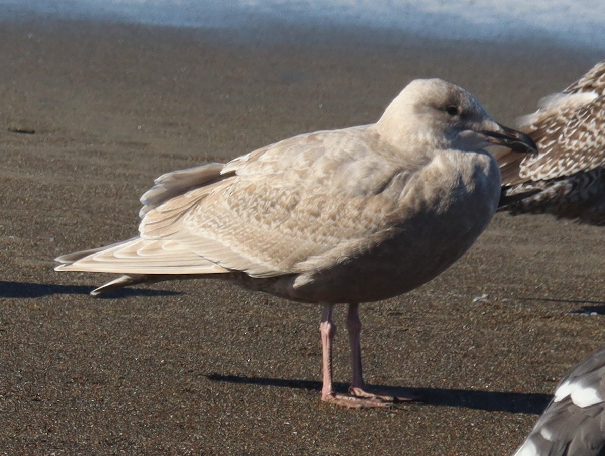 Glaucous-winged Gull - ML644378994