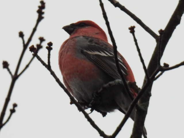 Смеречник тайговий - ML644378995