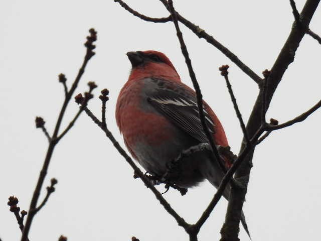 Смеречник тайговий - ML644378996