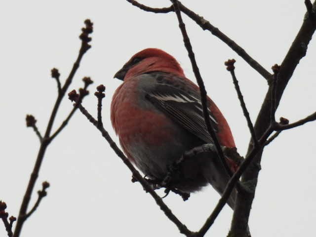 Смеречник тайговий - ML644378997