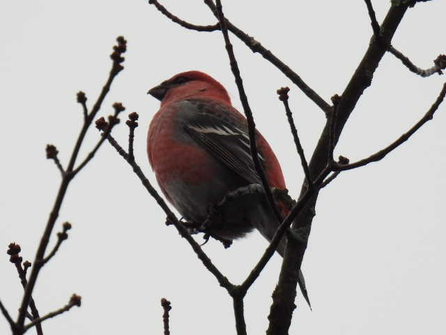 Смеречник тайговий - ML644378998