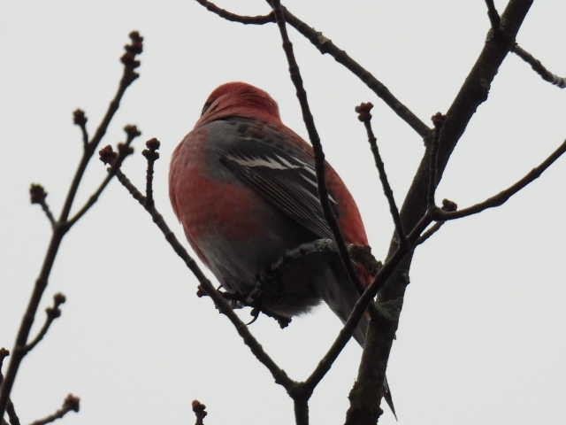 Смеречник тайговий - ML644378999