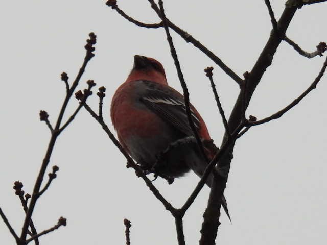 Смеречник тайговий - ML644379000