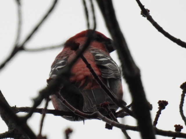 Смеречник тайговий - ML644379001