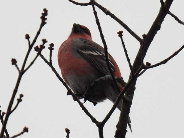 Смеречник тайговий - ML644379002