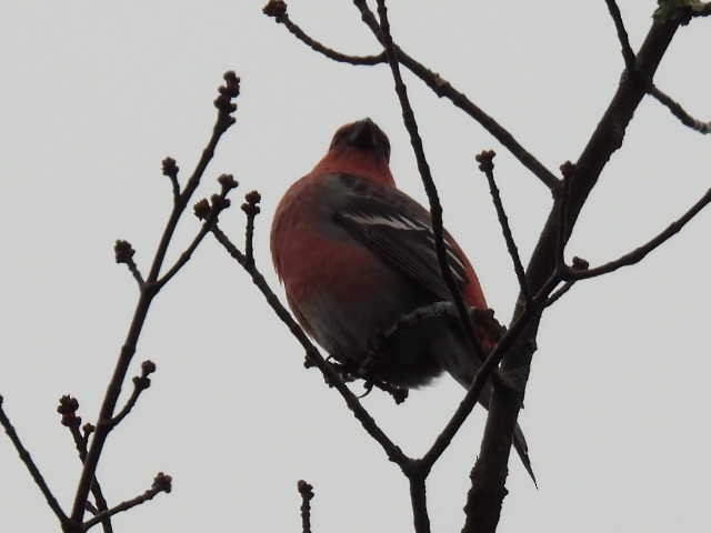 Смеречник тайговий - ML644379003