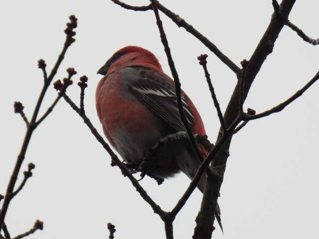 Смеречник тайговий - ML644379004