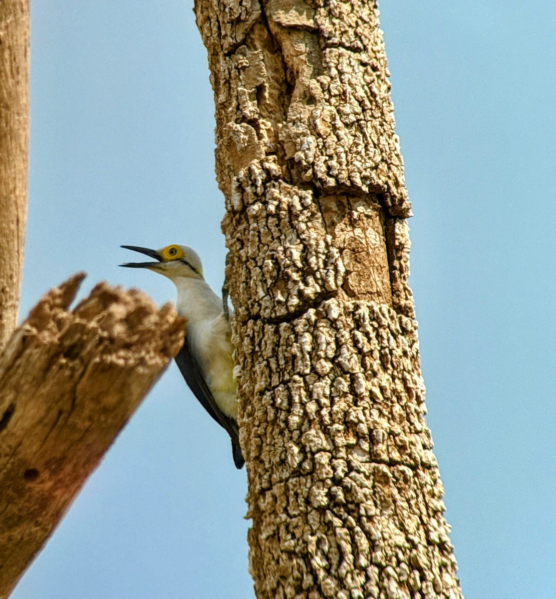 hvitspett - ML644379006