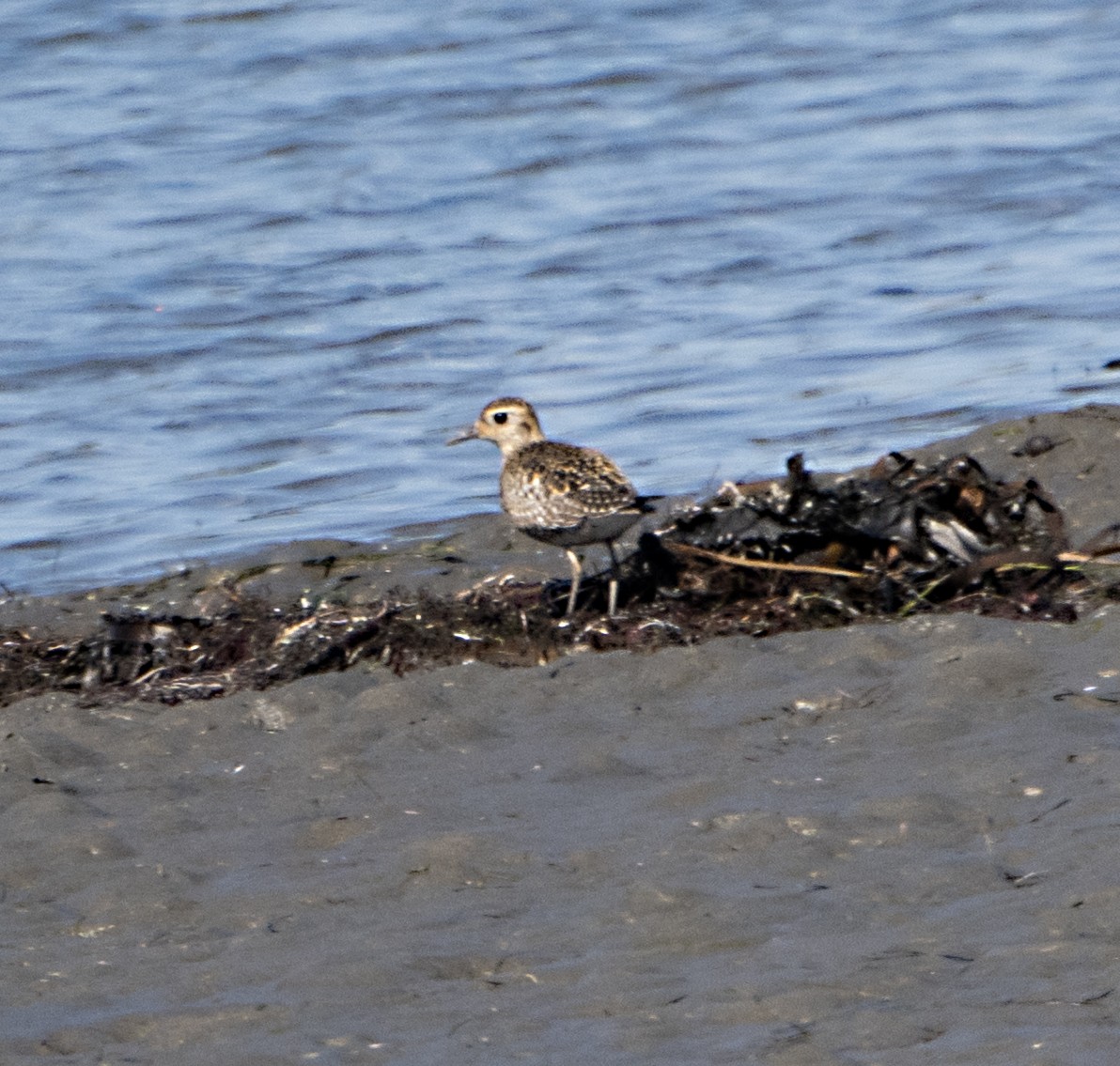 太平洋金斑鴴 - ML644379016