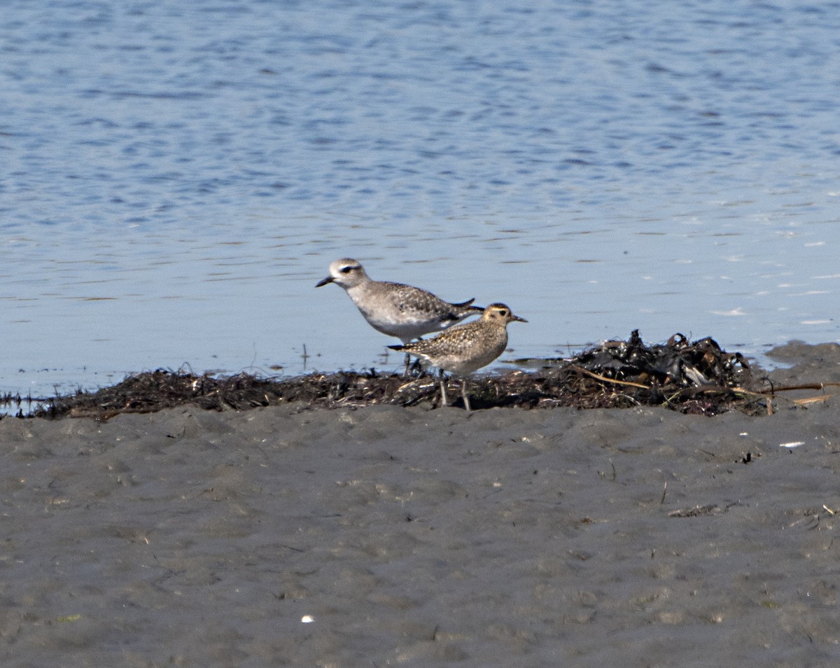 Сивка бурокрила - ML644379017