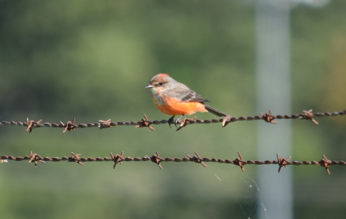 Vermilion Flycatcher - ML644379019