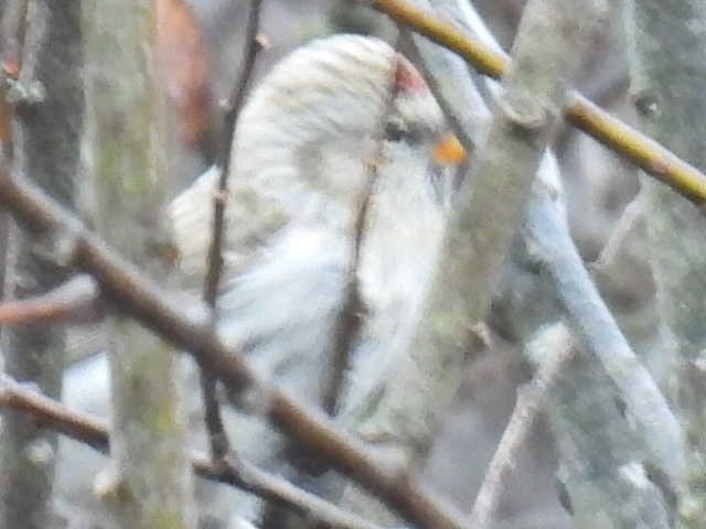 čečetka zimní (ssp. hornemanni/exilipes) - ML644379037