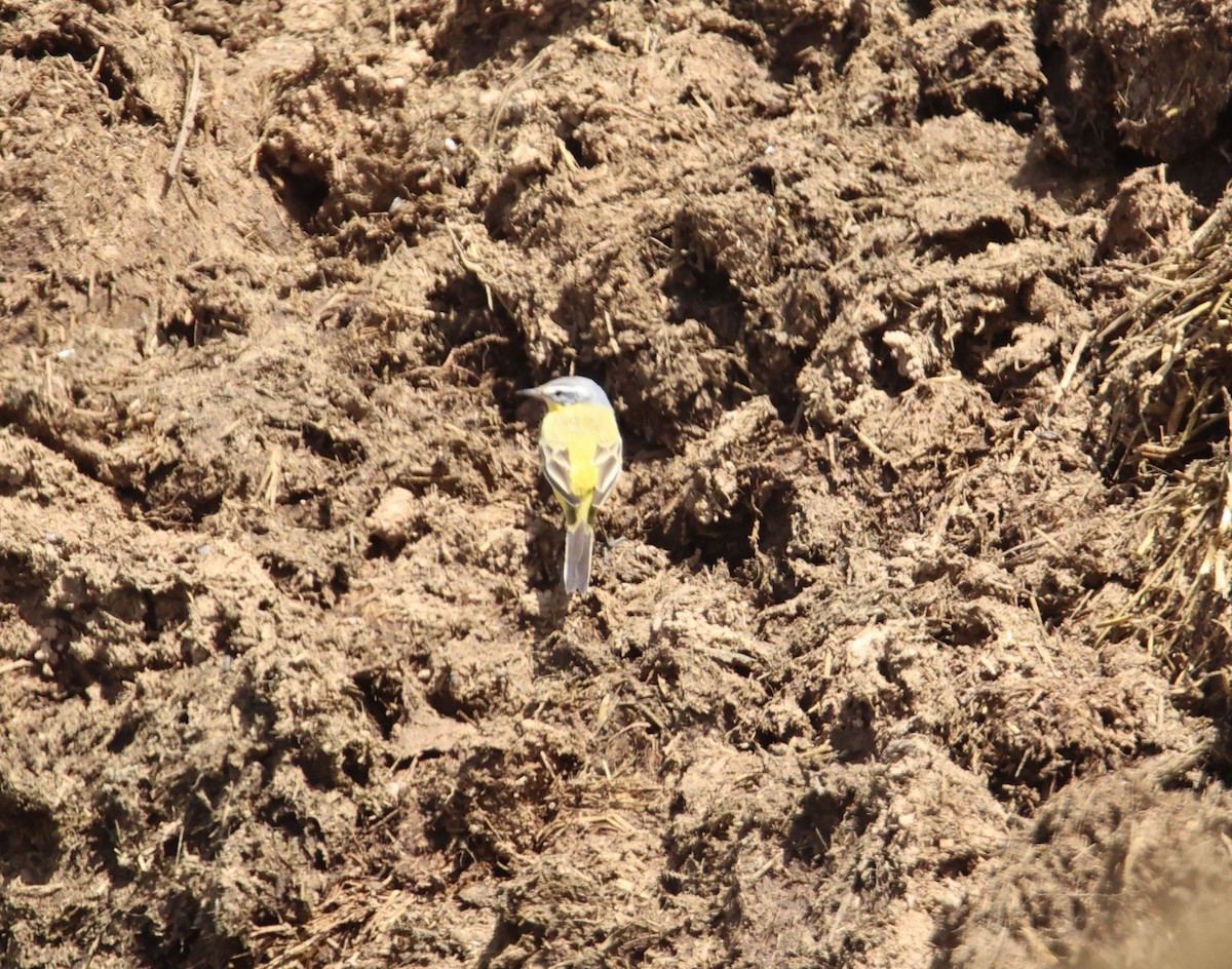 Western Yellow Wagtail (flava) - ML644379038
