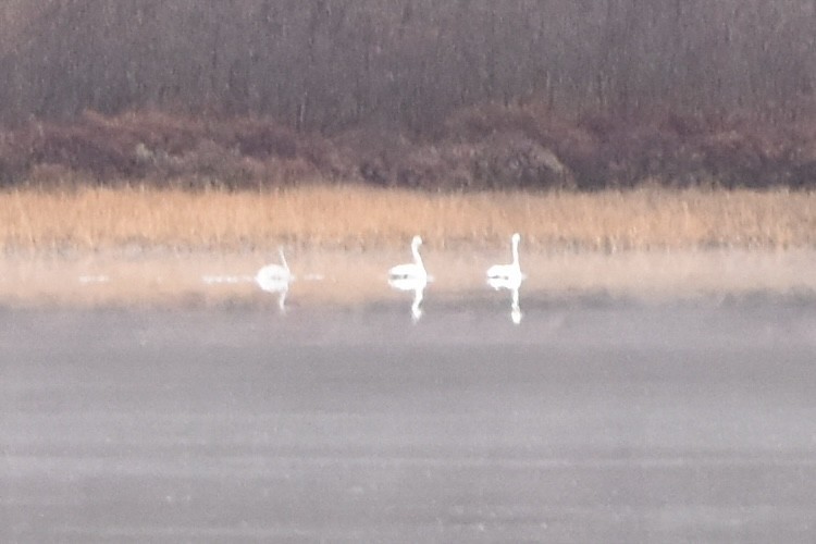 Cygne siffleur - ML644379043