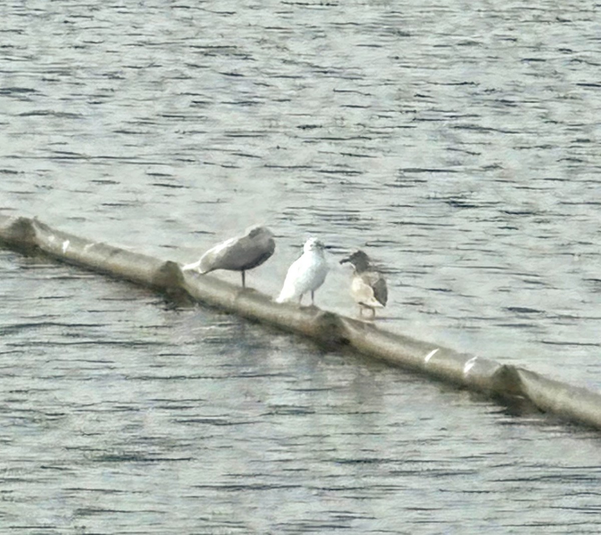 Glaucous Gull - ML644379052