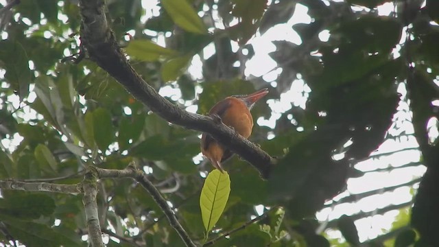 Gray-hooded Attila - ML644379055