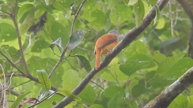 Gray-hooded Attila - ML644379056