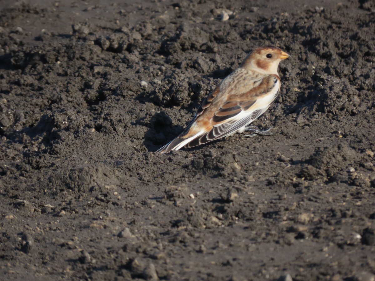 sněhule severní - ML644379063