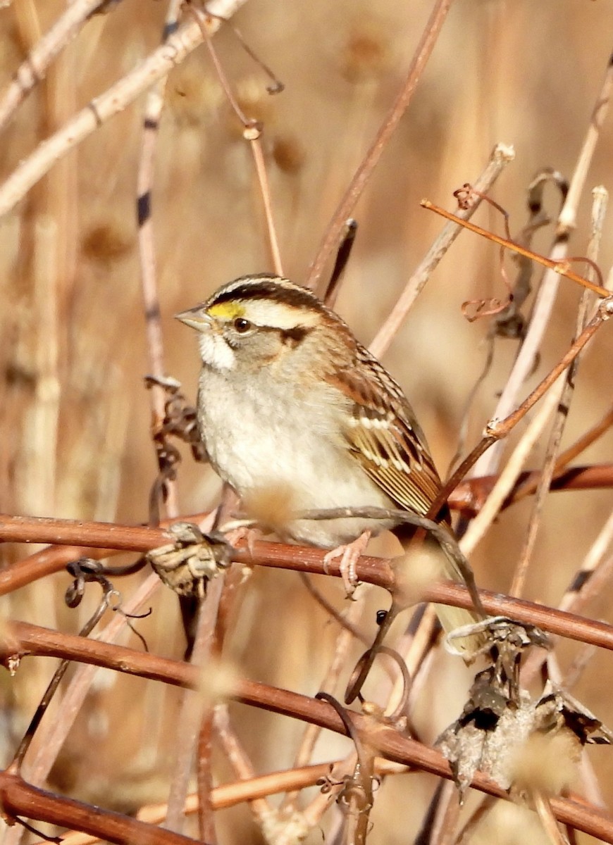 גיבתונית לבנת-גרון - ML644379066
