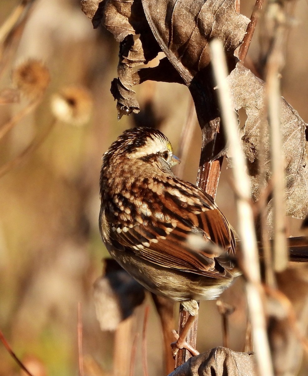 גיבתונית לבנת-גרון - ML644379067