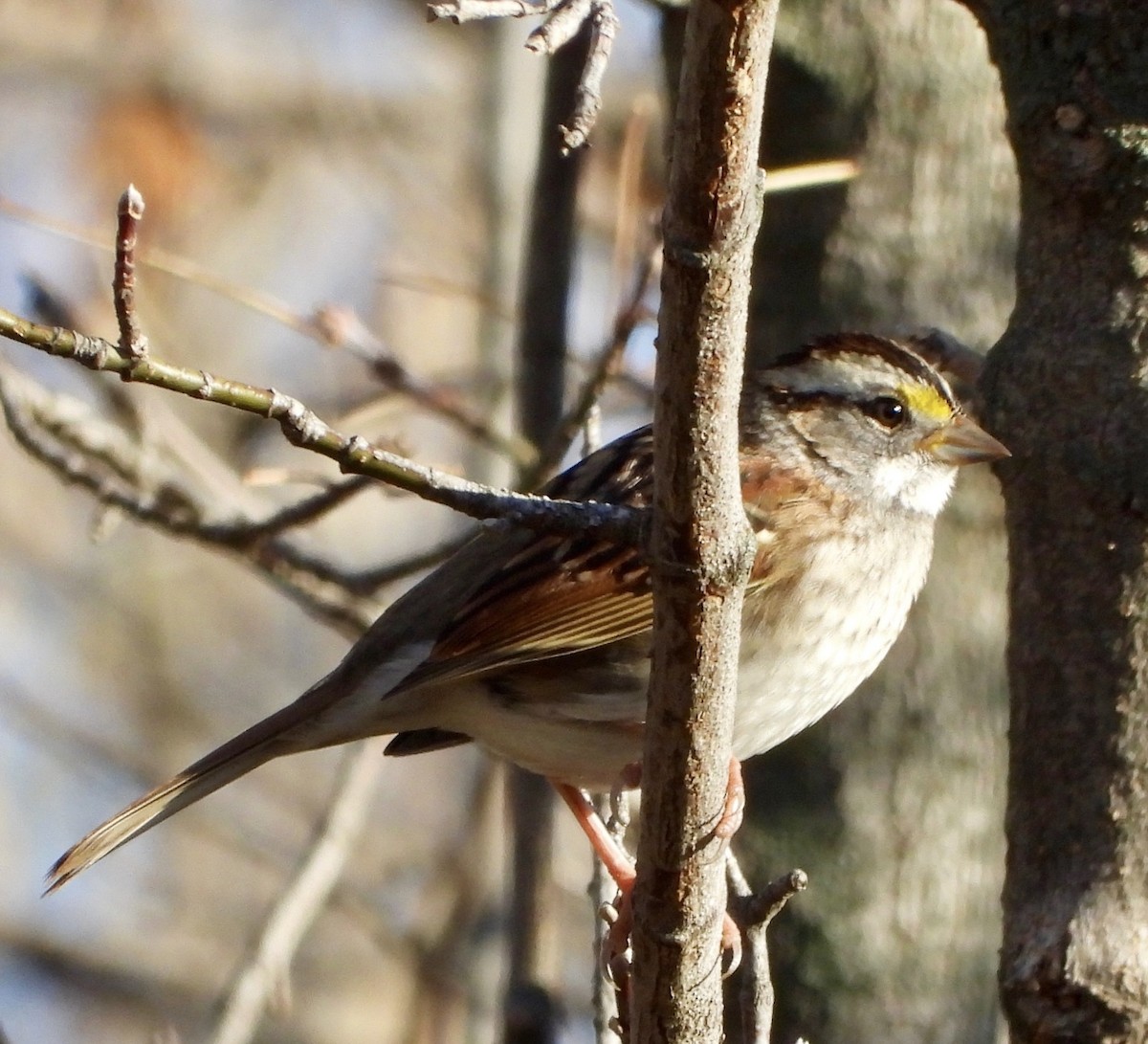 גיבתונית לבנת-גרון - ML644379068
