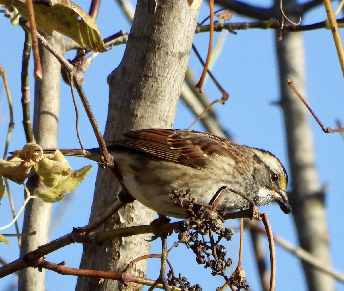 גיבתונית לבנת-גרון - ML644379069