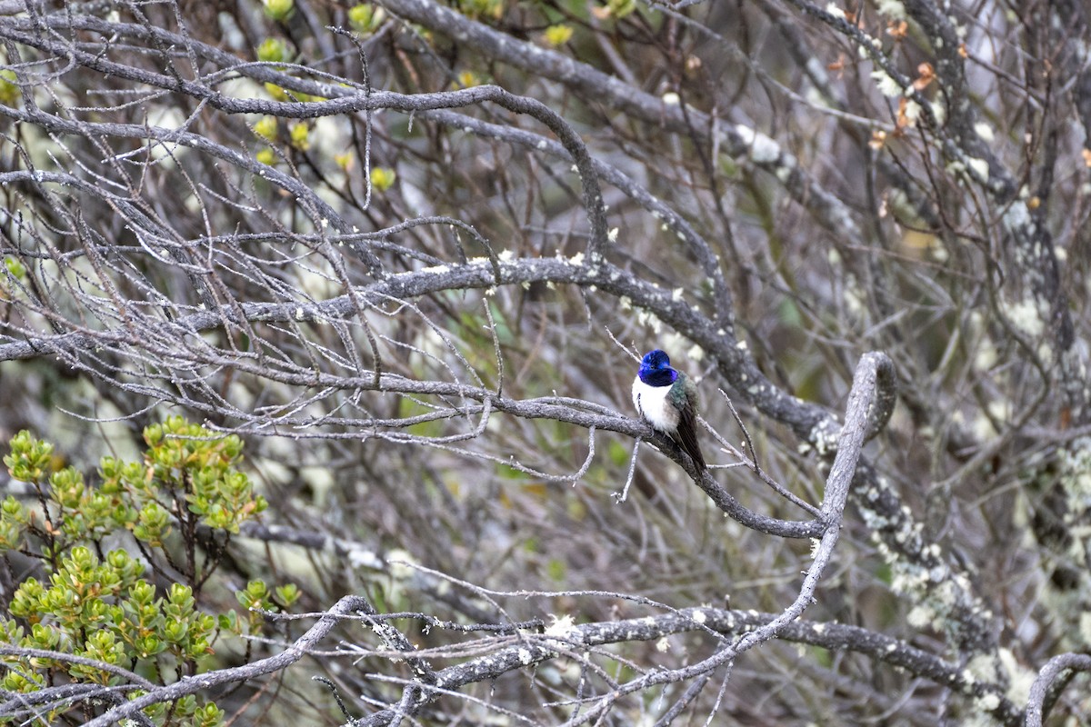 Ecuadorian Hillstar - ML644379079