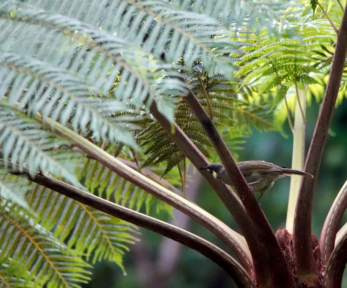 Lewin's Honeyeater - ML644379093