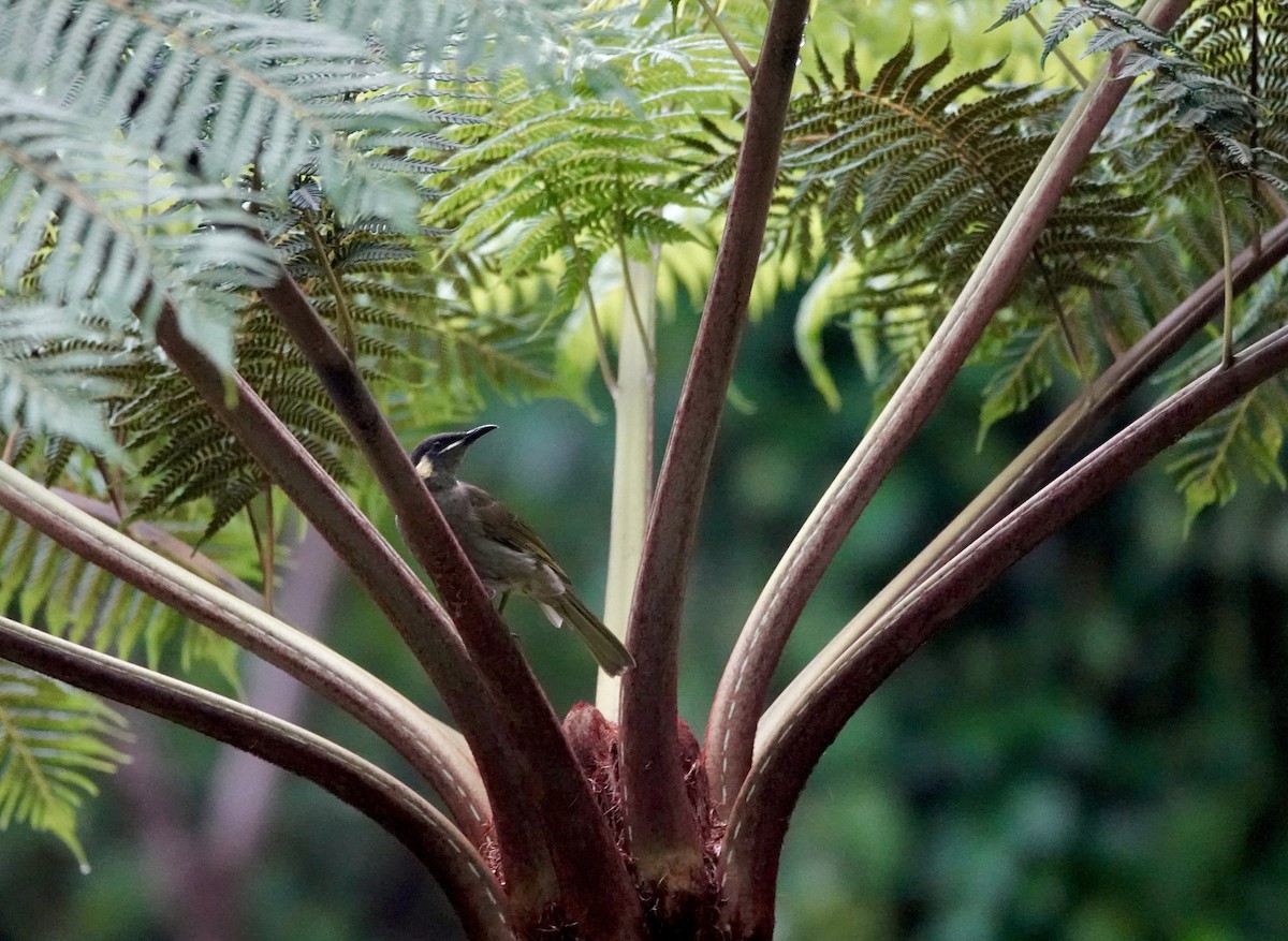 Lewin's Honeyeater - ML644379140