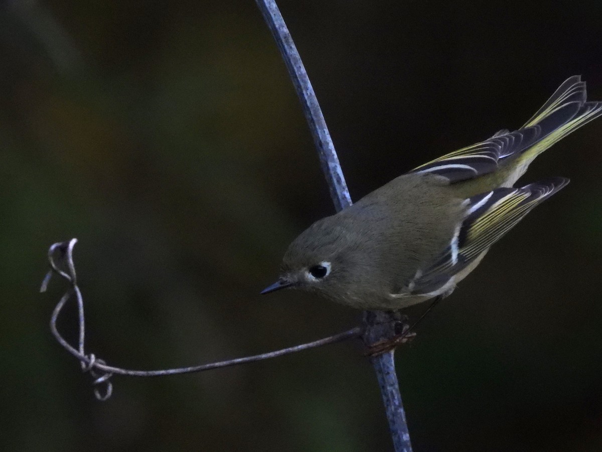 Ruby-crowned Kinglet - ML644379145
