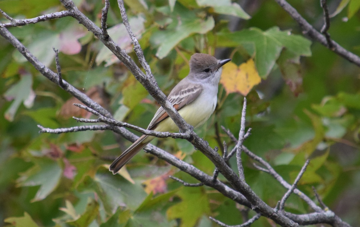 Ash-throated Flycatcher - ML644379148