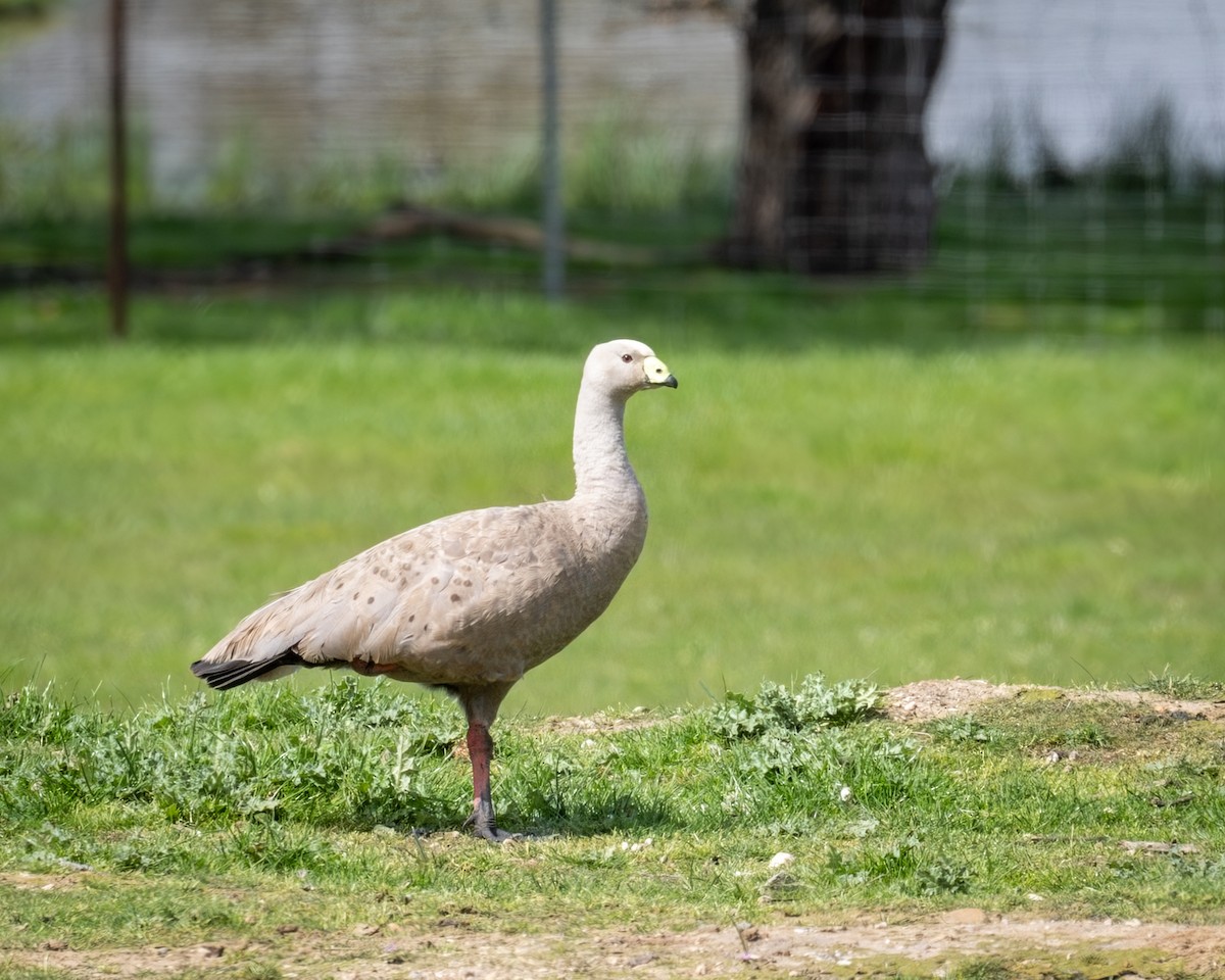 Cape Barren Goose - ML644379152