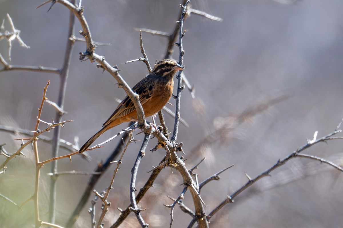 Cinnamon-breasted Bunting - ML644379176