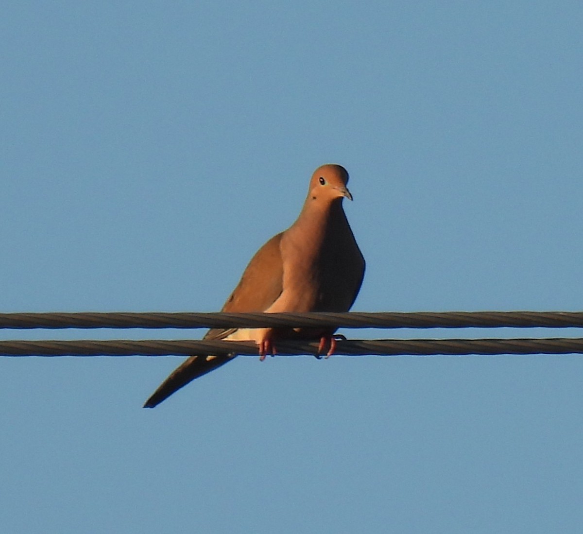 Zenaida Huilota - ML644379188