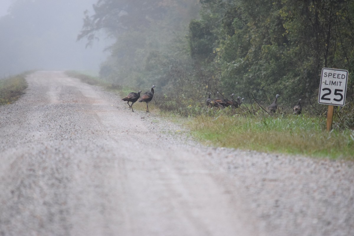 Wild Turkey - ML644379196